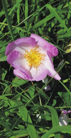 Essig-Rose (Rosa gallica).