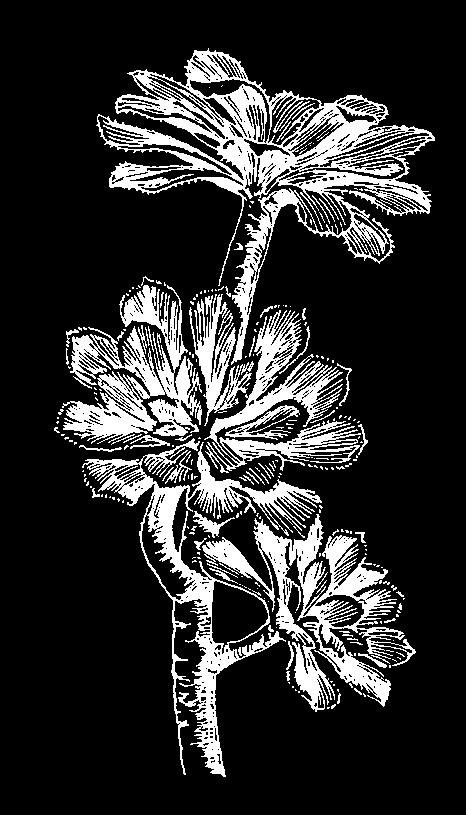 Pediocactus despainii seeds 10 Samen USA Typ Utah sehr selten