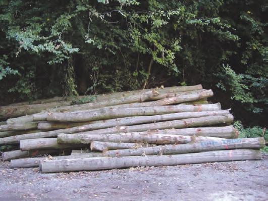 29 Brennholz lang Dieses sogenannte Polterholz besteht in der Regel aus schwächeren Baumstämmen in unterschiedlichen Längen von 3-10 Metern, das bereits an den Waldweg vorgezogen wurde.