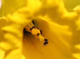 Landhandel und Mühlen Bei Rapsglanzkäferbekämpfung Bienenschutz und Resistenzen berücksichtigen Als Ziele der diesjährigen Insektizidstrategie gegen Rapsschädlinge sieht die Union zur Förderung von