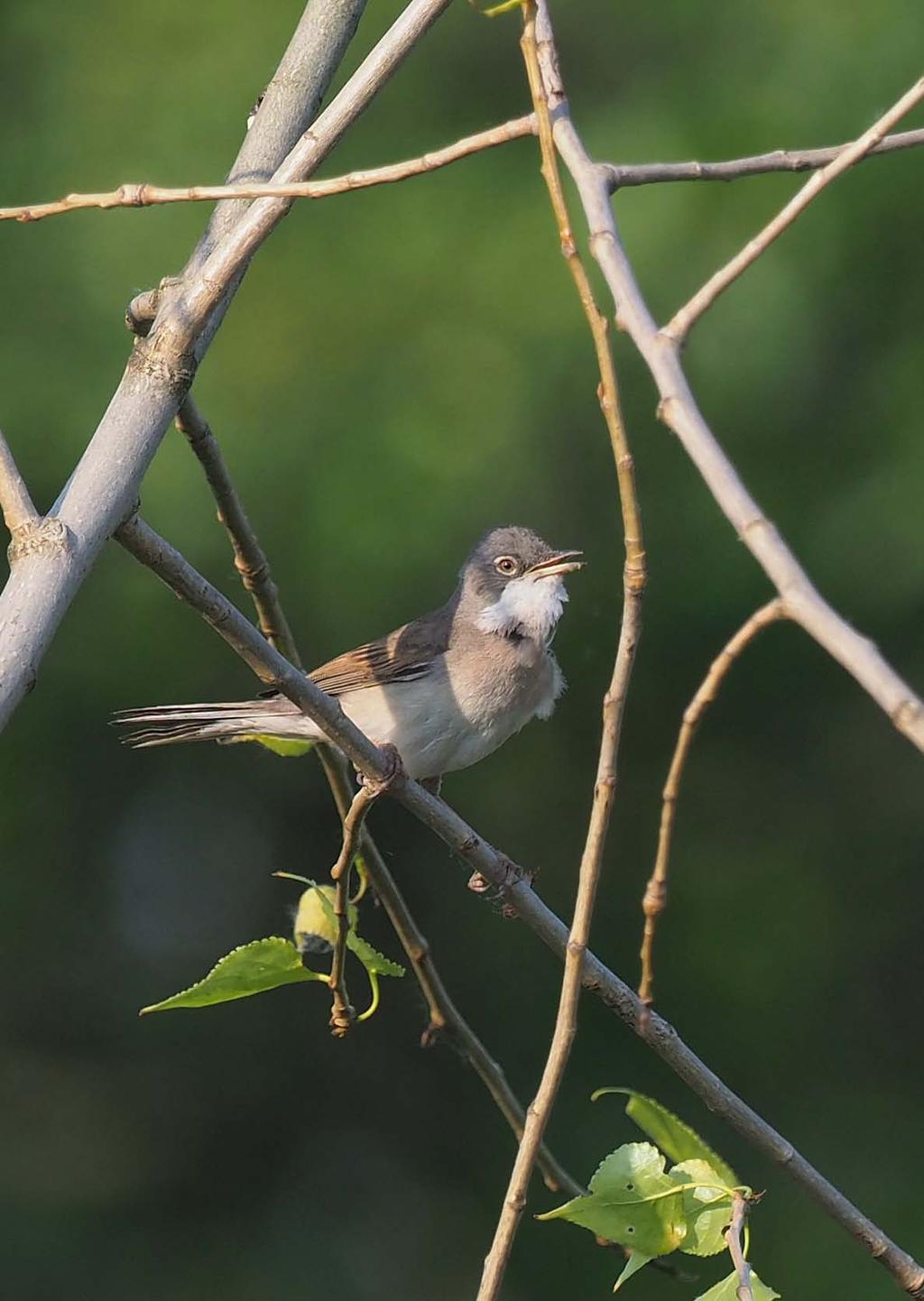 Monitoring häufiger Brutvögel in der Normallandschaft Bestandsentwicklung häufiger