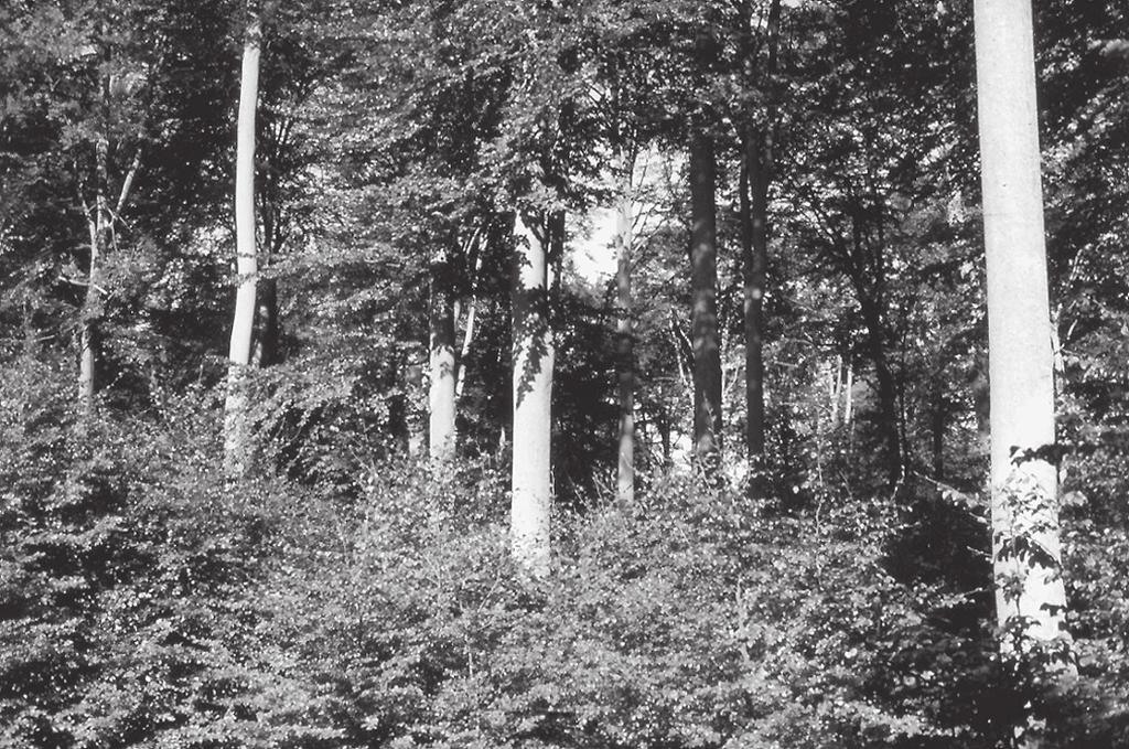 Plädoyer für Lübecks Wälder Lübecks Wälder ein Juwel für die Stadt Plädoyer für den Erhalt eines einzigartigen Naturdenkmals Von Dr.