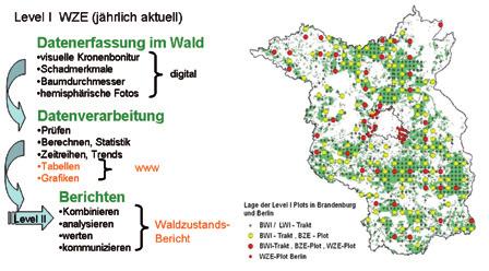 Wald Monitoring Konzeption Des Landes Brandenburg Eberswalder Forstliche Schriftenreihe Band 57 Forst Pdf Kostenfreier Download