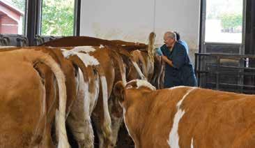 Über die Auktionen wurden 327 Jungrinder versteigert, das ist ein Plus von 160 Rindern oder eine Verdoppelung.