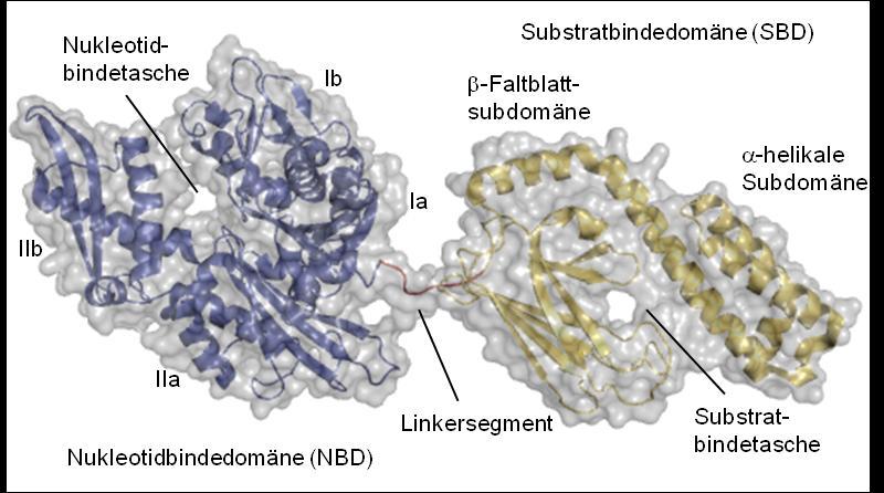 Jahr 2009 wurde mit der Enzymstruktur des prokaryotischen Hsp70-Enzyms DnaK aus E. coli (PDB-Code 2KHO) eine zweite dreidimensionale Zweidomänenstruktur eines Hsp70- Chaperones publiziert.
