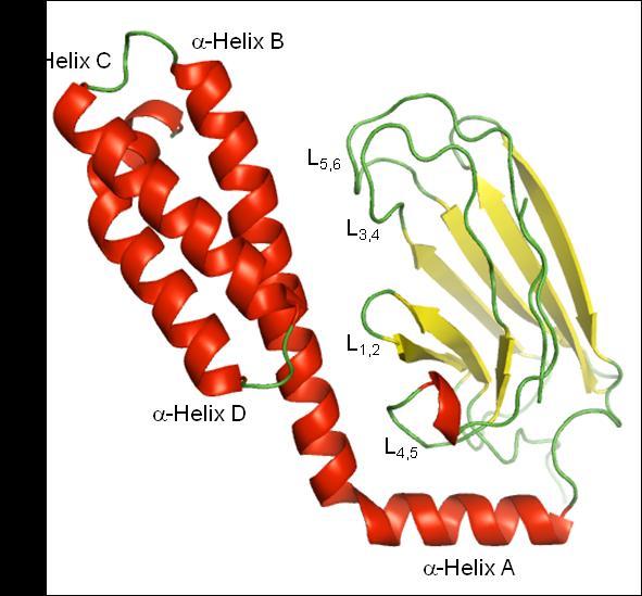 gebildet wird und seitlich durch die -helikale Subdomäne in Form von -Helix B verschlossen wird.