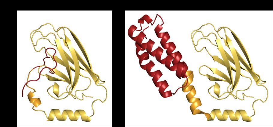 Abb. 49. Darstellung der SBD von bhsc70. A) Darstellung der SBD mit intramolekular gebundener -Helix B (rot) der Kristallstruktur 1YUW.