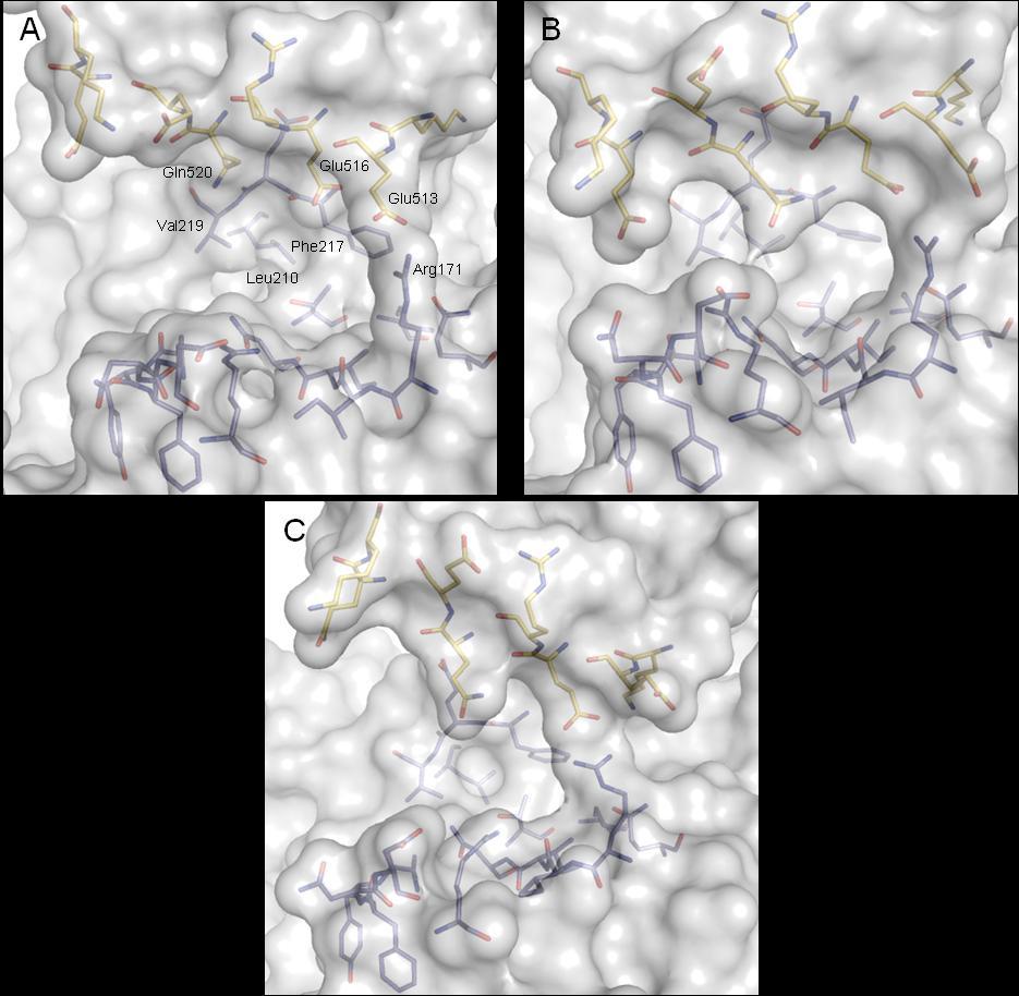 Abb. 57. Darstellung des Proteinbereichs der ursprünglichen Interdomänenkavität drei verschiedener Enzymkonformere zu den Zeitpunkten 5000 ps (A), 930