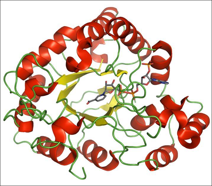 segmenten zusammen, die den Kern des Proteins bilden und miteinander durch acht parallele -Helices verbunden sind, die wiederum antiparallel zu den -Faltblättern verlaufen (siehe Abb. 1).