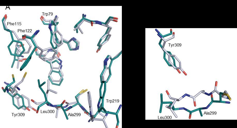 Abb. 13. A) Überlagerung der MD-generierten Proteinkonformation (blaugrün) mit der Ausgangsstruktur 1Z89 (blauweiß) zur Verdeutlichung struktureller Unterschiede.