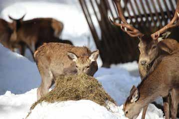 ROTWILDFÜTTERUNG IM REVIER PAINDL /VORDERRISS Da dem Rotwild die Wanderung in artgerechte Überwinterungsgebiete nicht mehr möglich ist, ist eine Fütterung über den Winter unabdingbar, um es in