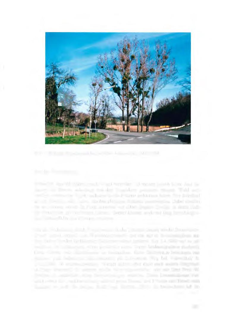 Monographie der Mistel als PDF auf einer CD Botanik Garten Pflanzen Mistelzweig 