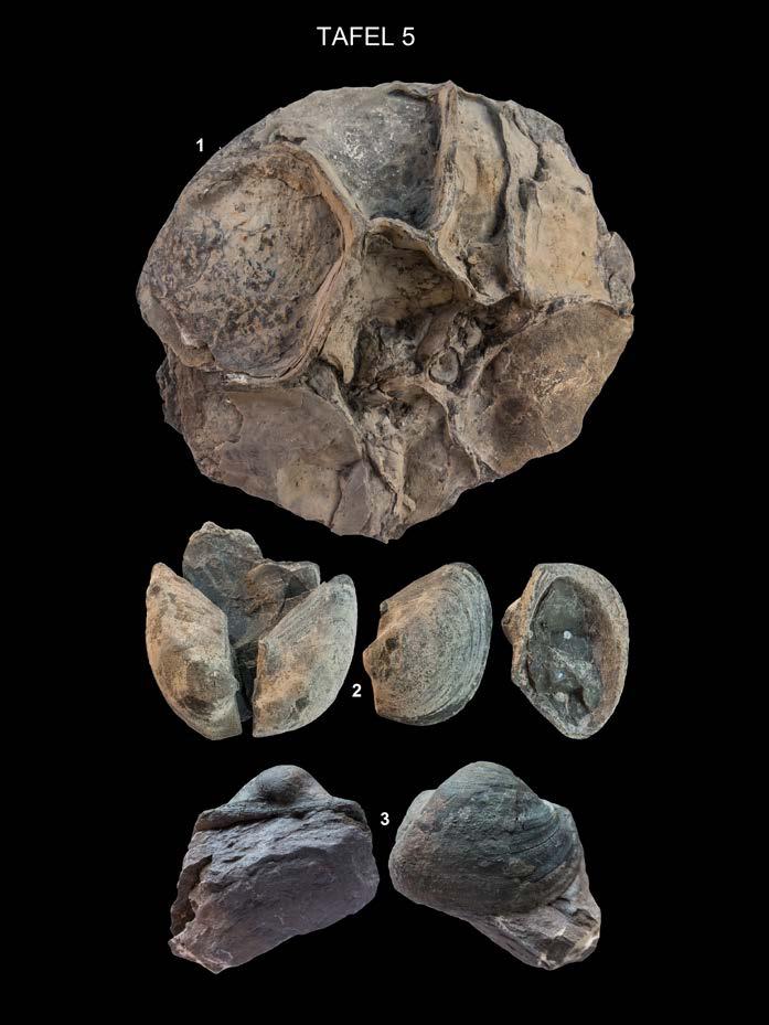 FRERICHS, U. & GIROD, P. In ARBEITSKREIS PALÄONTOLOGIE HANNOVER 45 (2017), 16 24 21 1: Platylenticeras sp., bedeckt mit Klappen aufgewachsener Austern (Ostrea germaini), Ammonit Ø 11 cm, Slg.