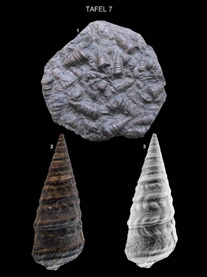FRERICHS, U. & GIROD, P. In ARBEITSKREIS PALÄONTOLOGIE HANNOVER 45 (2017), 16 24 23 1: Metacerithium strombiforme, Platte 8 cm, Slg.
