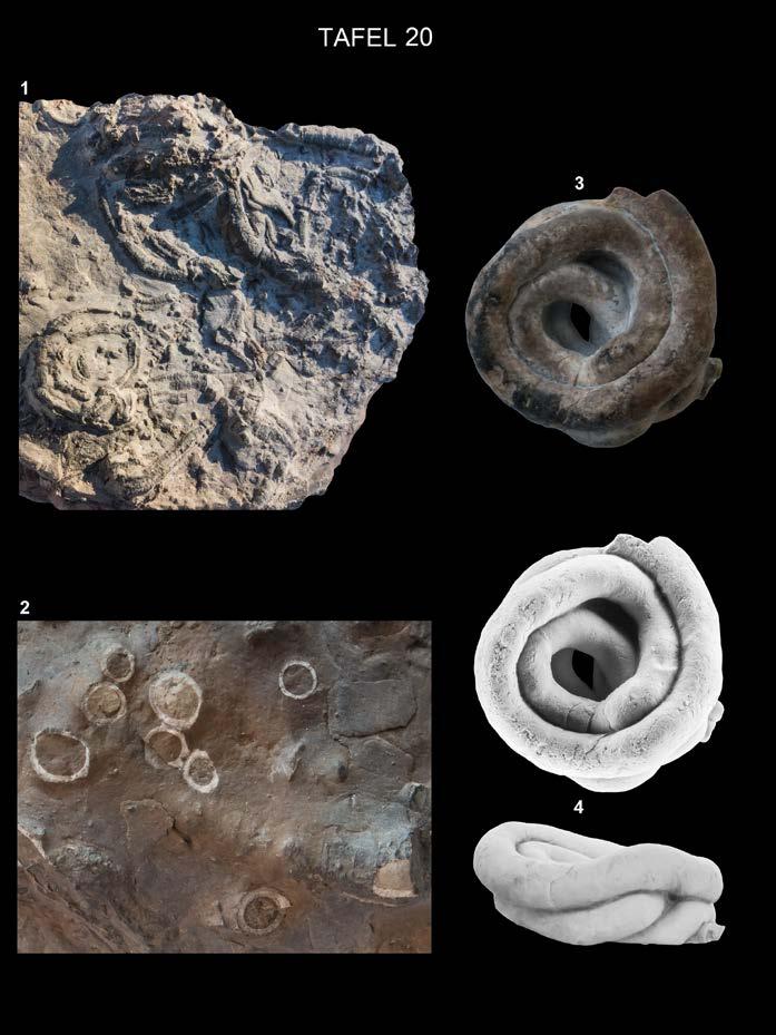 JÄGER, M. In ARBEITSKREIS PALÄONTOLOGIE HANNOVER 45 (2017), 40 41 41 1: Parsimonia subscissa REGENHARDT auf Geode, Slg. Kaecke, Hannover, Bildausschnitt ca. 6 cm x 4 cm. Foto: Chr.