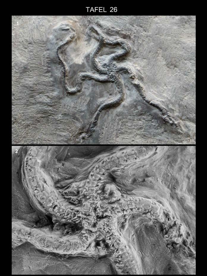 KAECKE, SCHNEIDER & FRERICHS In ARBEITSKREIS PALÄONTOLOGIE HANNOVER 45 (2017), 43 50 49 1: unbestimmter Schlangenstern, max. Ø des Fossils 7 cm, max.