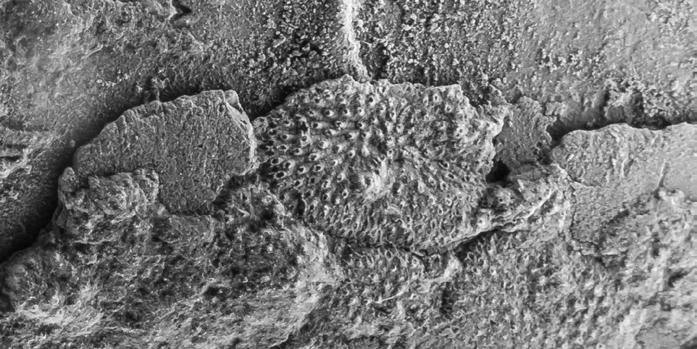 70 GIROD, P. In ARBEITSKREIS PALÄONTOLOGIE HANNOVER 45 (2017), 69 70 Vereinzelt sind unter den Epizoen auf Ammonitengehäusen neben den häufigen Serpuliden und Austern auch Bryozoen-Kolonien vertreten.