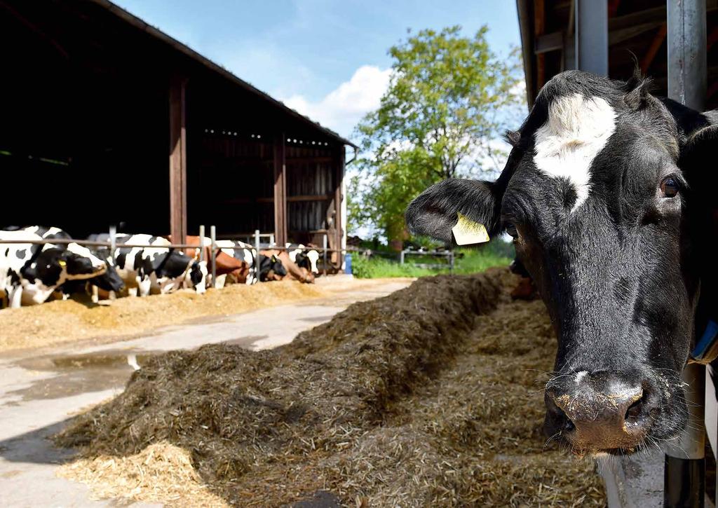 LANDWIRTSCHAFT LANDWIRTSCHAFT Das neue Milkmaster- Programm Kürzer, fokussierter, einfacher Ab Januar 2020 steht das Milkmaster-Programm nach einer Überarbeitung deutlich unkomplizierter und