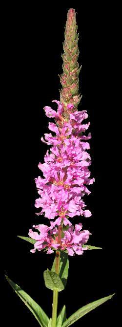 Fast immer werden diese durch die späte Blüte vom Blutweiderich (Lythrum salicaria) geziert.