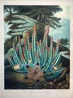 400,- Nissen BBI 274. roßkinsky: Die Entdeckung der Pflanzenwelt S. 51. Curtis Botanical Magazine. London 1787 heute. Konvolut von 10 Kupferstichen nach Wahl. 200,- Ders.