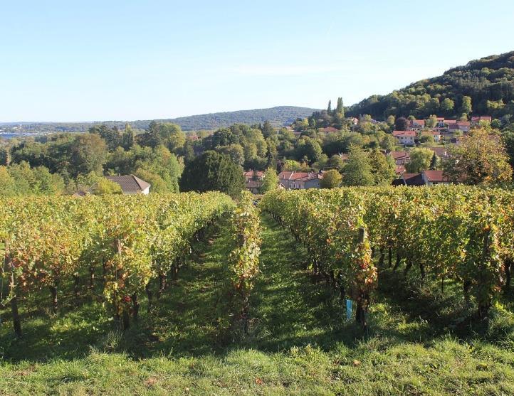 Philippe Gisselbrecht-Ville de Metz Agence Inspire Metz #Lothringensregionalprodukte Weintourismus und Gastronomie Die 46 km lange Weinstraße Route des Vins de