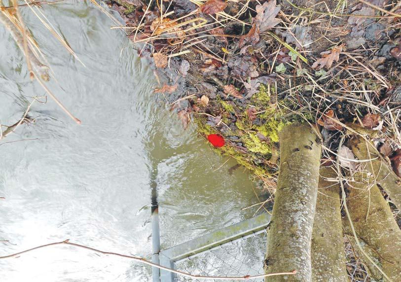 SINGEN kommunal Amtliches Amtsblatt der Stadt 5. Februar 2020 Seite 2 Der rote Punkt (siehe Pfeil) markiert den Standort der Bisamrattenfalle am Ufer und zwar gut versteckt an der Wasserkante.