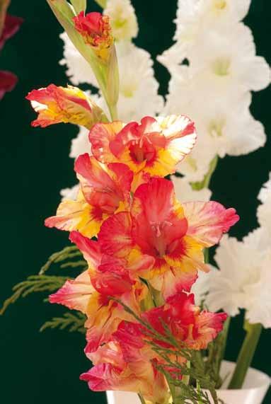 Gladiolen rechtzeitig roden Gladiolenfreunde denken schon im Frühherbst an eine reiche Gladiolenblüte im kommenden Jahr.