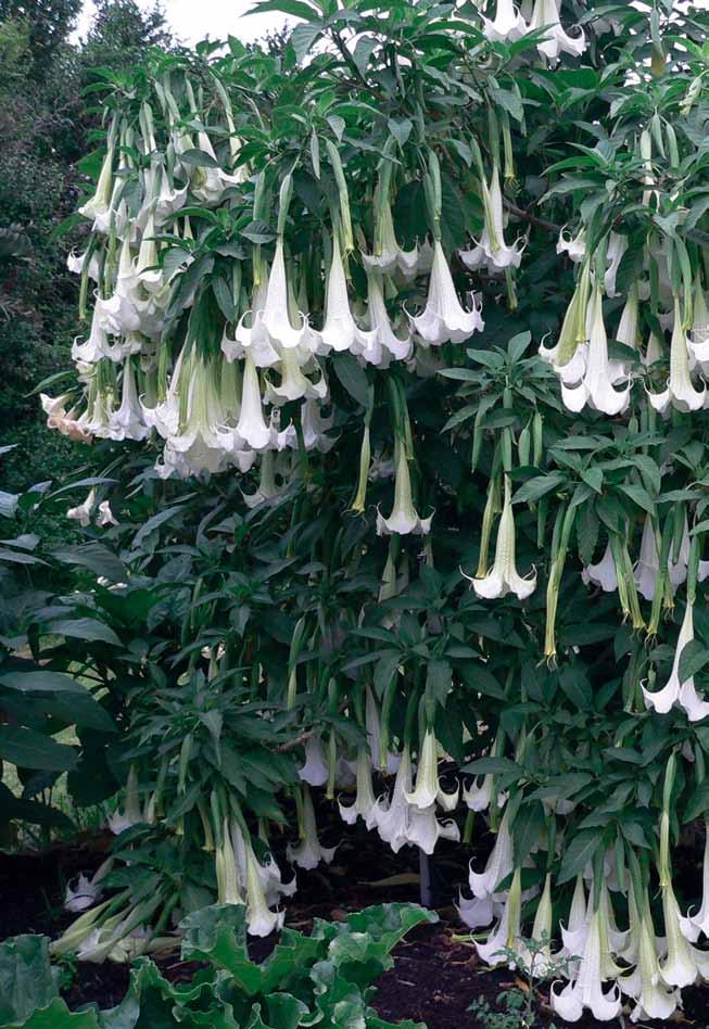 Brugmansia 'Avalanche' im Garten unseres