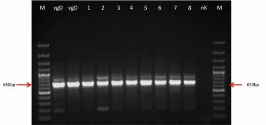 Die Ergebnisse des molekularbiologischen Virusnachweises zeigten eine Bande auf Höhe von ca. 650 bp (Basenpaaren) bei allen 22 Genotypen (s. Abb. 6).