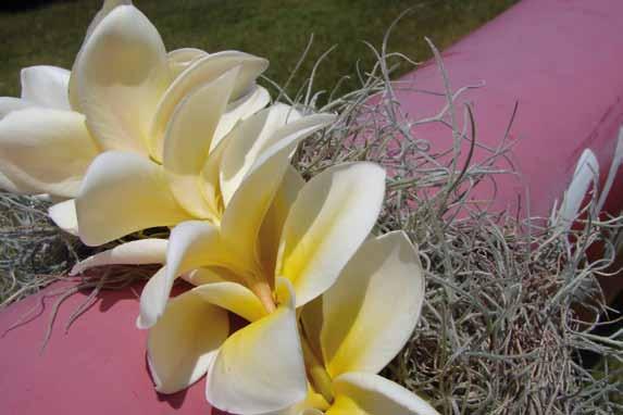 als dekorative Gartenpflanzen geschätzt, und Millionen ihrer Blüten werden auf Hawaii zu Leis, dem typisch hawaiianischen Halsschmuck, verarbeitet.