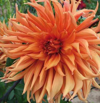 Sortenname dieser ballförmigen dekorativen Dahlie ist 'S. P. 93'. Die Farbe der 8 cm großen Blüten ist ein leuchtendes Ziegelrot.