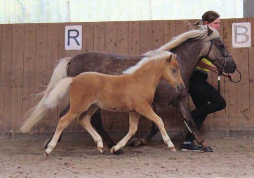 Mit 20 Fohlen ging es in Clus bei Familie Grober, bei der traditionell die Deutschen Classic Ponys die größte Rassegruppe (dieses Jahr mit 16 Fohlen) bilden, los.
