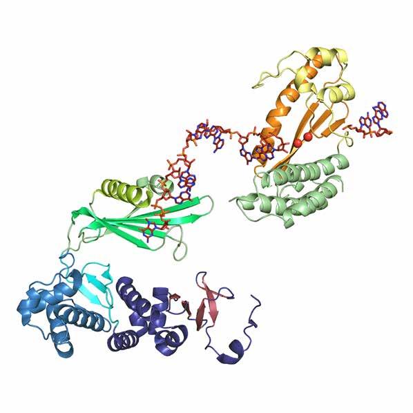 Kappenklau ATOMARE STRUKTUR EINES DIEBISCHEN ENZYMS VON ARENA- UND HANTAVIREN RNA besteht aus Ketten von Bausteinen sehr ähnlich der Erbsubstanz DNA, ist jedoch strukturell flexibler und funktionell