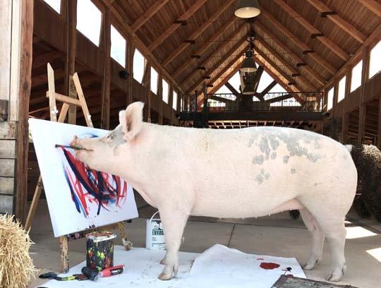 Künstler, oder besser gesagt Künstlerin, ist ein weibliches, vier Zentner schweres Hausschwein, welches mit einem Pinsel im Maul oder auch mit seinem Rüssel seit 2016 für eine Galerie in Südafrika