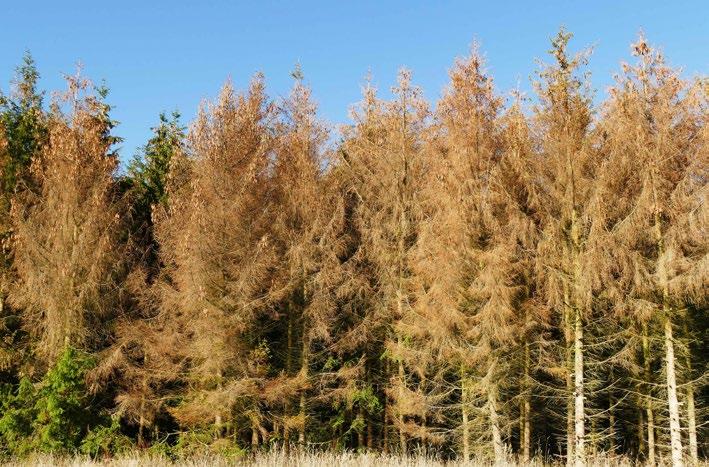 Landesbetrieb Wald und Holz Nordrhein-Westfalen Kurzmeldungen Gebührensenkung bei der Saatguternte Nach großflächigen Waldschäden durch den Sturm Friederike, nachfolgende Borkenkäferkalamitäten und