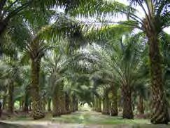 NATURSCHUTZECKE 69 Dem Palmöl auf der Spur Palmöl und Palmkernöl werden aus der Ölpalme gewonnen.