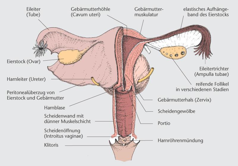 Klitoris verändert nach geburt
