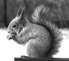 Ein schönes Beispiel dafür ist das heimische Eichhörnchen, das derzeit noch in seinem Nest, Kobel genannt, Winterruhe hält.