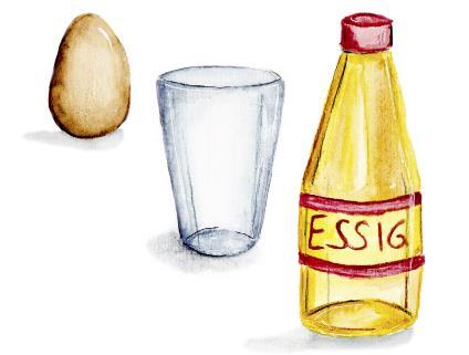 Experiment: Das Gummi-Ei Material 1 Glas 1 rohes Ei Essig Durchführung Essig ins Glas geben und das rohe Ei hineinlegen.