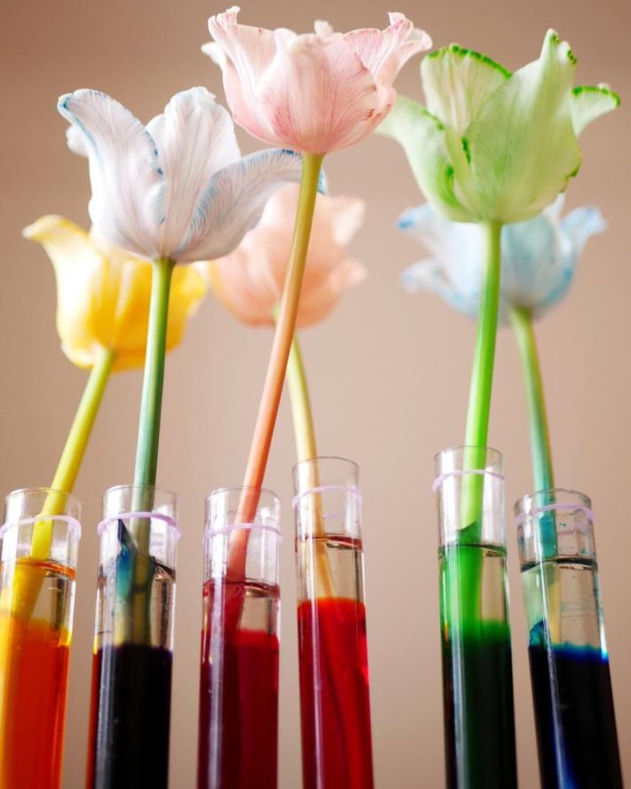 Experiment: Blumen färben Material Weiße Blumen (z.b. Tulpen oder Rosen) Lebensmittelfarbe Kleine Vasen oder Gläser Durchführung Das Wasserfärbt ihr ganz einfach mit Hilfe der Lebensmittelfarben ein und rührt gut um.