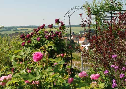 Auf dem Weg erfahren Sie viel Wissenswertes zur Rose und dem idyllischen Burgwaldstädtchen Rosen thal. Herrliche Ausblicke, 17 Informationstafeln am Wegesrand und viele Plätze laden zum Verweilen ein.