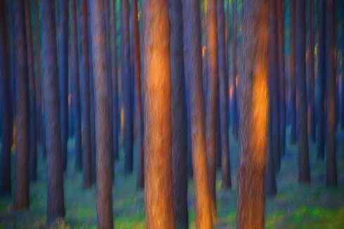 Wald Fotografie 20 x 29 cm (Bild) 32,5 cm x 42,5 (Rahmung) Inga