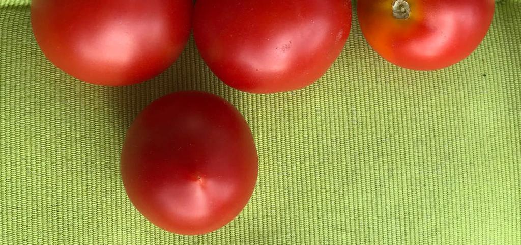 Heidi rote Flaschentomate aromatische Tomate vom San-Marzano-Typ 