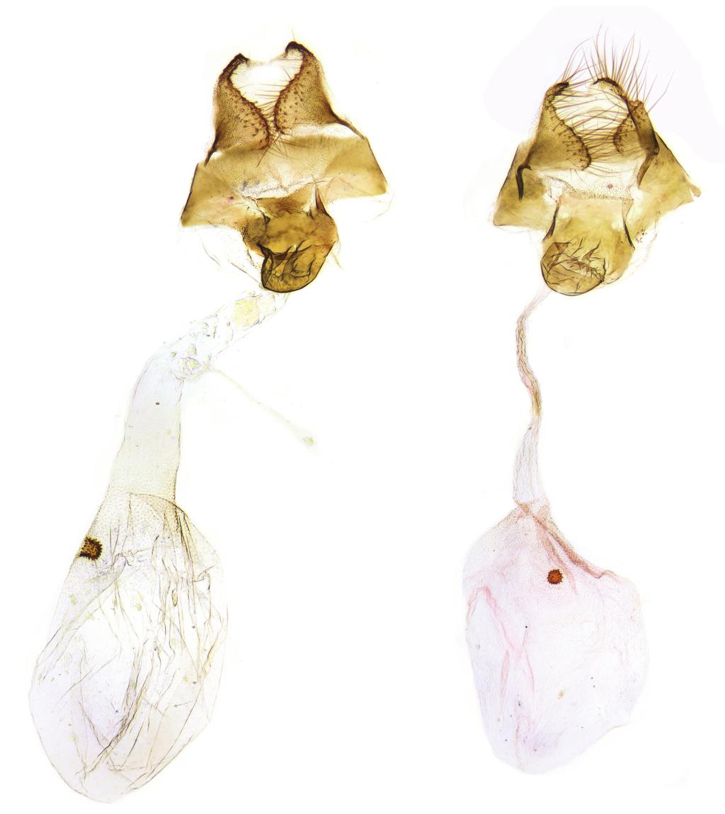 Abb. 4. Weibliche Genitalstrukturen Agriphila alpina, PYR 367 (links), Agriphila biarmicus, GU 19/1519 (rechts). Beschreibung Imago (Abb. 2, unterste Reihe): Männchen (n = 39). Weibchen (n = 9).