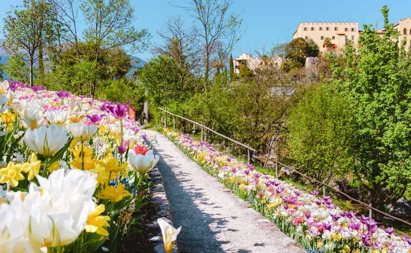 Vielfältiges Gartenjahr in Trauttmansdorff Im Frühling blüht und sprießt es in den Gärten von Schloss Trauttmansdorff in Meran/Südtirol wieder an allen Ecken.