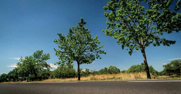 18 Thema des Monats Stehen vom Eichenprozessionsspinner befallene Bäume neben Straßen, sind Fußgänger und Radfahrer besonders gefährdet. Ich habe immer Ideen. Das ist mein Naturell.