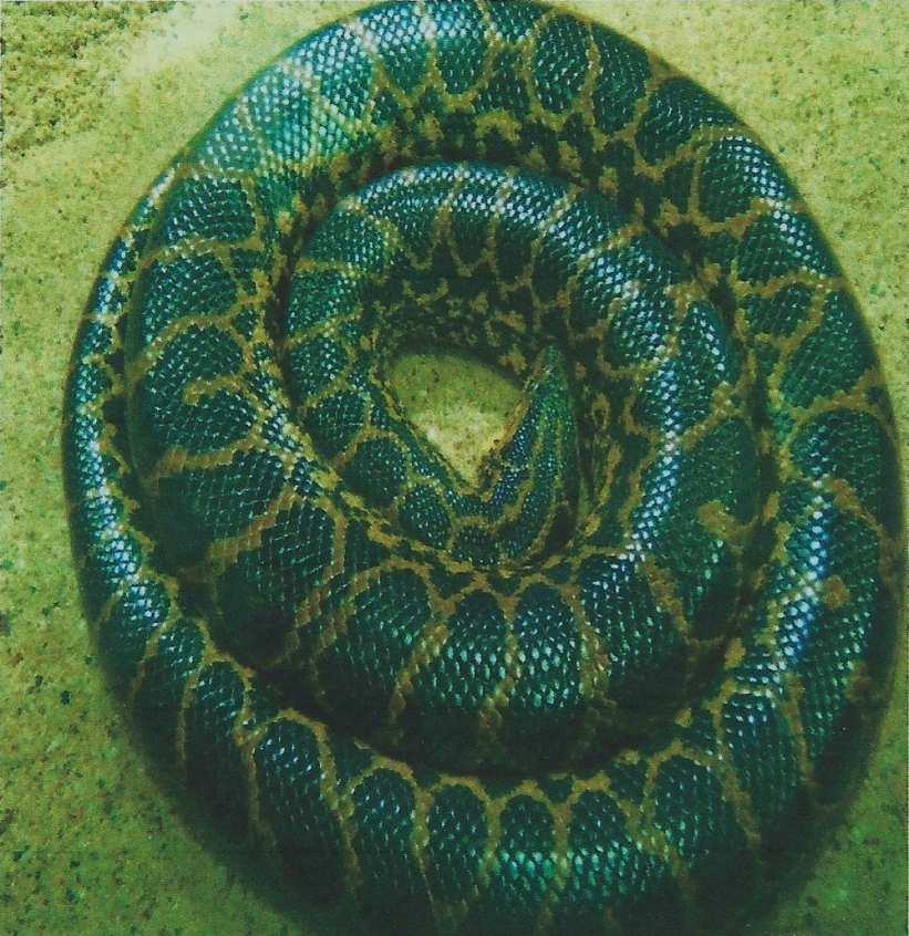 Von Schlangen gibt es ca. 1000 Arten in 240 Gattungen über die Erde verteilt.
