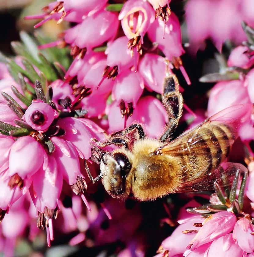 Bienen-Zeitung SCHWEIZERISCHE 02/2020 Monatszeitschrift von BienenSchweiz Imkerverband der deutschen und rätoromanischen Schweiz Wie verhindert man, dass Ameisen in die Bienenbeuten eindringen?