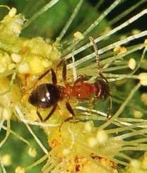 PRAXIS Bienen und Ameisen: Was tun, wenn Ameisen in die Bienenvölker eindringen?