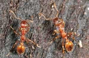 Nach einem Monat und mit der fortschreitenden Entwicklung der Natur im Frühjahr werden die Ameisen andere Nahrungsquellen finden und nicht mehr zum Bienenstand zurückkehren.